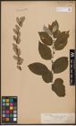 Foto von Salix caprea L.
